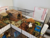 2 Male Guinea Pigs for Adoption w/  C & C Cage (South AL)