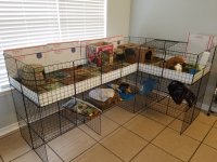 2 Male Guinea Pigs for Adoption w/  C & C Cage (South AL)