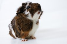 Find a picture of you're guinea pigs in the CUTEST pose!