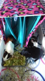 Does anyone have any advice for a new guinea-pig parent?