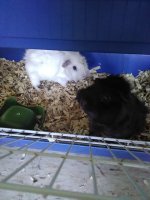 7 guinea pigs in need of a home