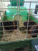 7 guinea pigs in need of a home