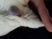 Advice for first vet visit
