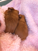 Penny and Bear sleeping.png