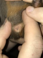 Guinea Pig Sexing, boy or girl?