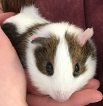 How old is my guinea pig?