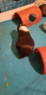 How to tell if my Guinea pig has gas/bloat!!!!