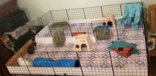 Cage space for 7 Guinea pigs?