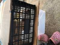 Found Abandoned Guinea Pig, Breathing Heavily, No Food Appetite After Vet Visit