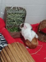 New guinea pig is hiding/isn't eating veggies