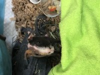 New to owning a guinea pig: Possible start of bloating?