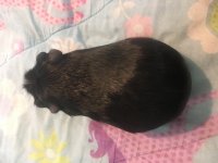 Accidental possible pregnancy in my guinea pig