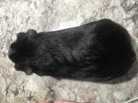 Accidental possible pregnancy in my guinea pig