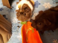 New Canadian guinea pig mom to angry boys!