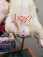 Pup sex help
