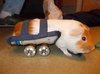 Paralyzed Guinea Pig, Won't Eat