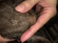 Help Sexing 4 week old guinea pigs!
