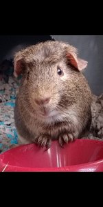 New To Guinea Pigs