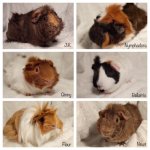New To Guinea Pigs