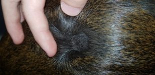 bald patches on new pig, no scratching