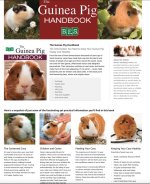 Books To Read and Learn About Guinea Pigs