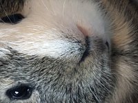 What is on my guinea pig's nose?