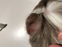 Piggy has white spots on his ear