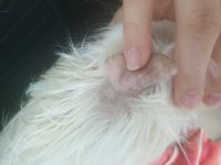 Possible Ear Ringworm/other fungus on skin.