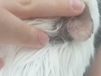 Possible Ear Ringworm/other fungus on skin.