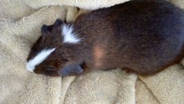 Is my guinea pig pregnant? I was told she was spayed!