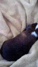 Is my guinea pig pregnant? I was told she was spayed!