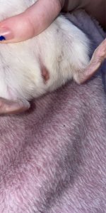 help me sex my baby guinea please