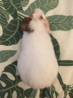 Is my guinea pig pregnant or is she gaining weight/growing??