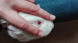 Unusual white spots in eye, vet doesn't know what they are.