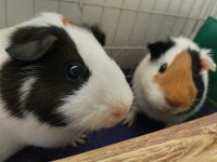 Intro: Hi! I used to be a 2 guinea pig owner but now 4!