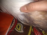 Guinea pig has bald patches. Help.