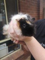 New to Guinea Pigs!