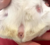 One of my guinea pig's nipple looks swollen