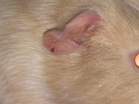 Scab? On Guinea Pig's Ear