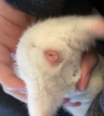 Need help sexing my 1 month old guinea pig