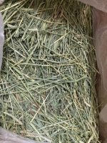Are my guinea pigs acting spoiled or is this hay actually bad?