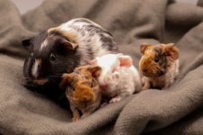 Rescue Pigs Pregnancy Journey