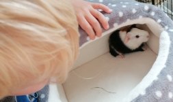 Baby guinea pig weight loss