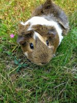 New to the forum but not to guinea pigs