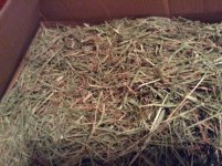 Small pet select 2nd cut Timothy hay review!