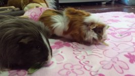 Two girls new Boy, Ash is a happy Piggy