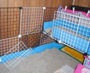 please help me with my new cage decisions! :)