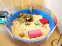 Guinea pig sales bin cage