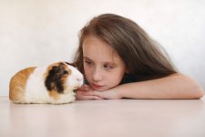 A Mom's Frank Talk about Guinea Pigs