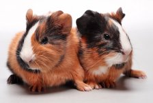 Sexing your Guinea Pigs